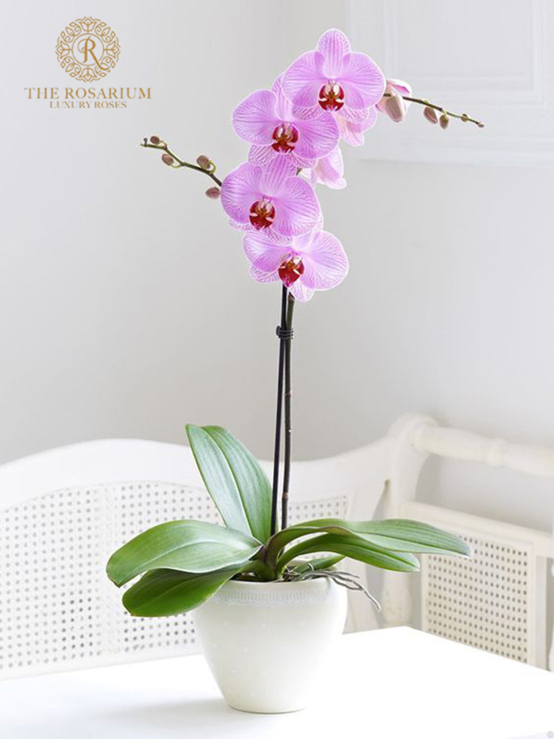 Orchid Plants