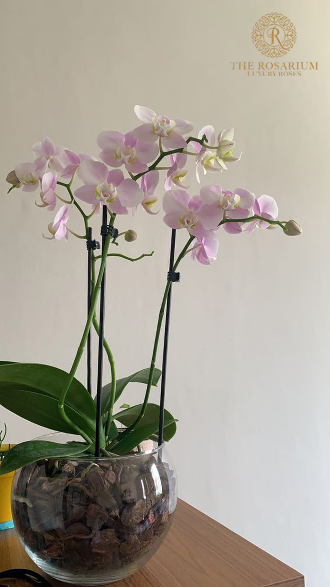 Orchid Plants