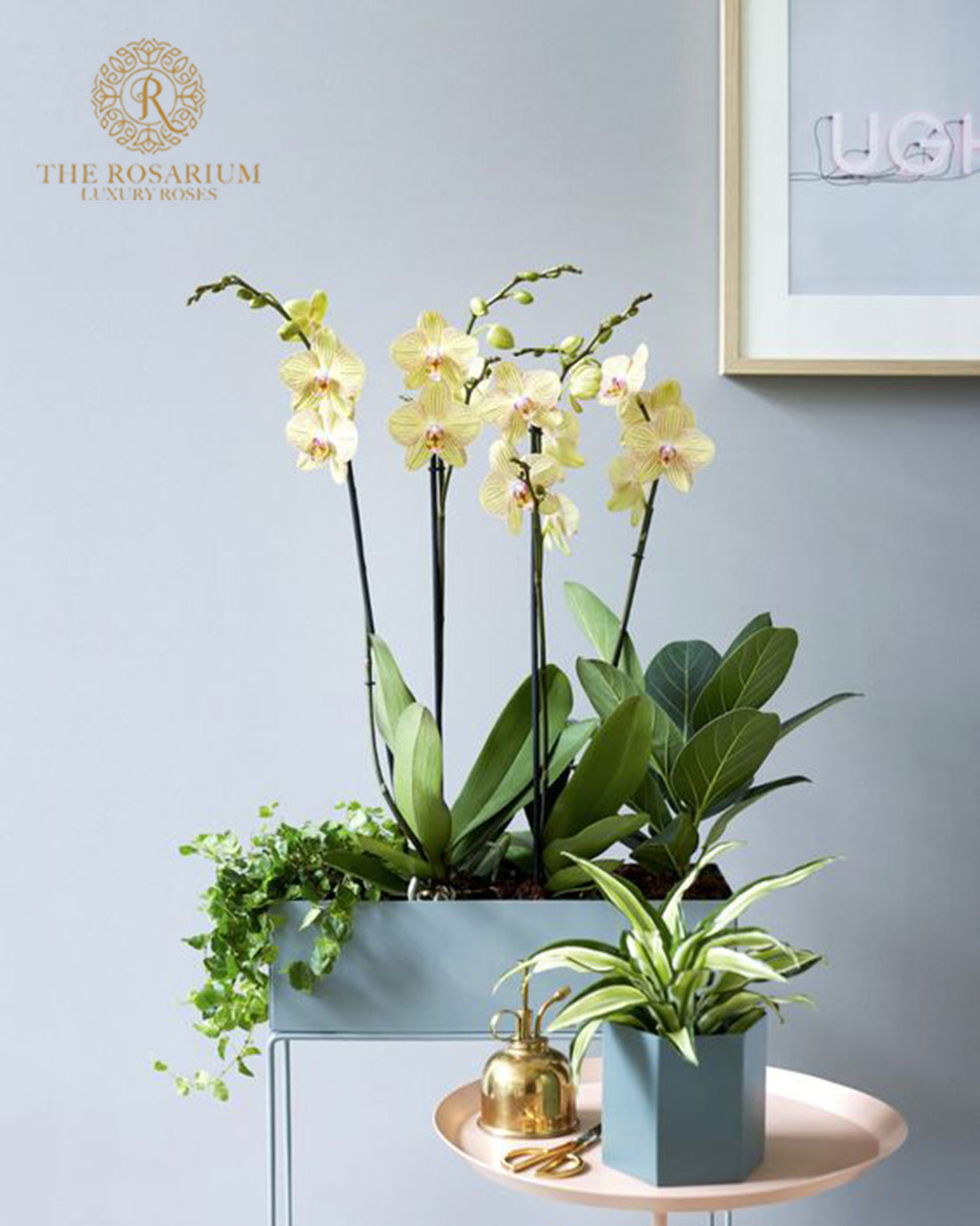 Orchid Plants