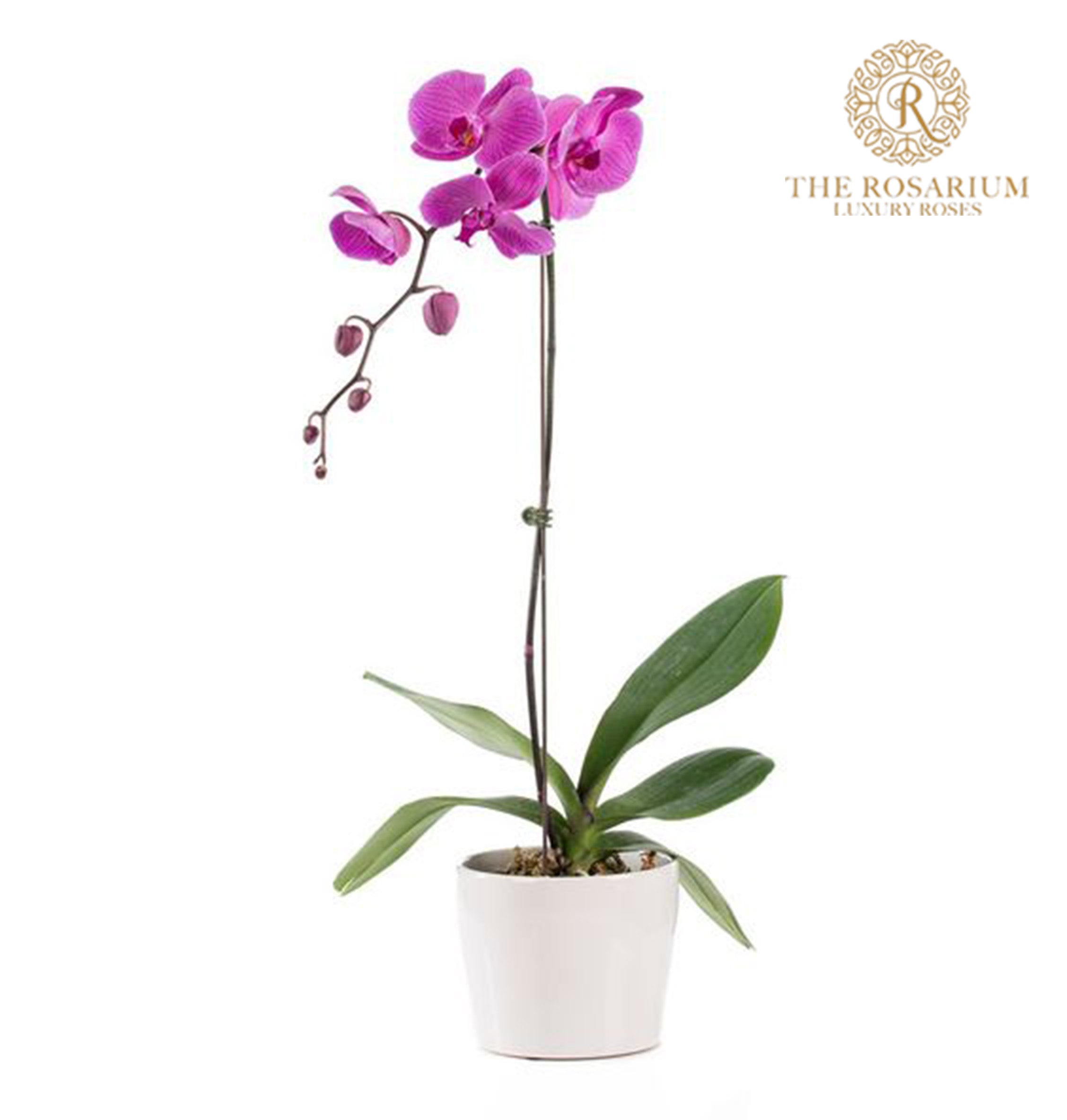 Orchid Plants