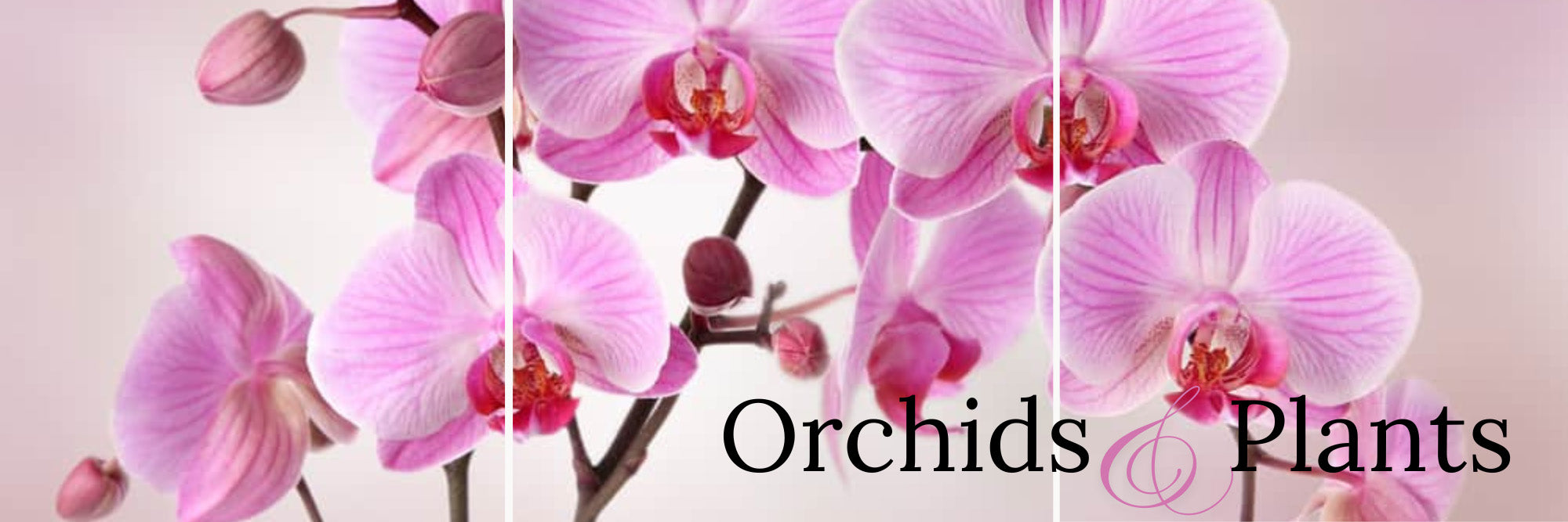 Buy Orchids Online