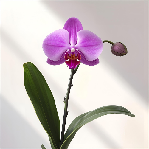 Exotic flowers