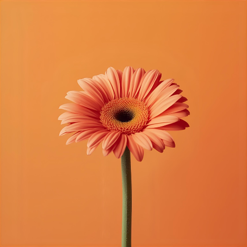 Gerbera