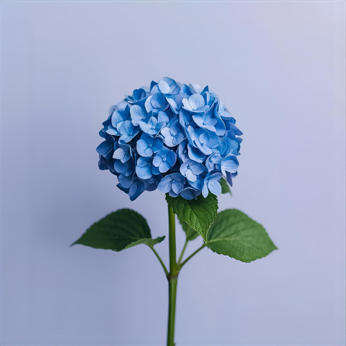Hydrangeas