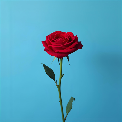 Red Roses