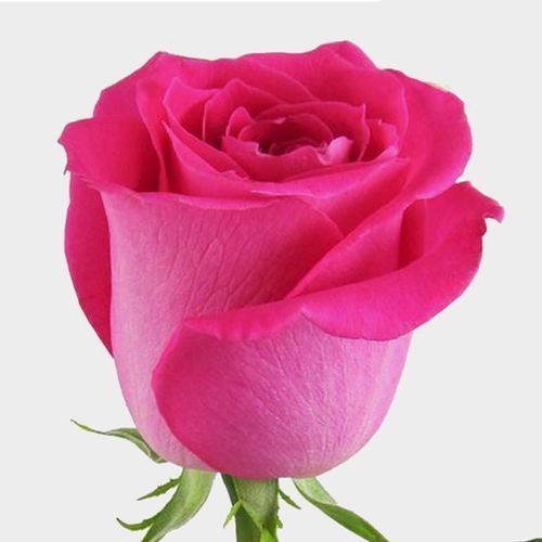 Rose Fuchiana Dark Pink