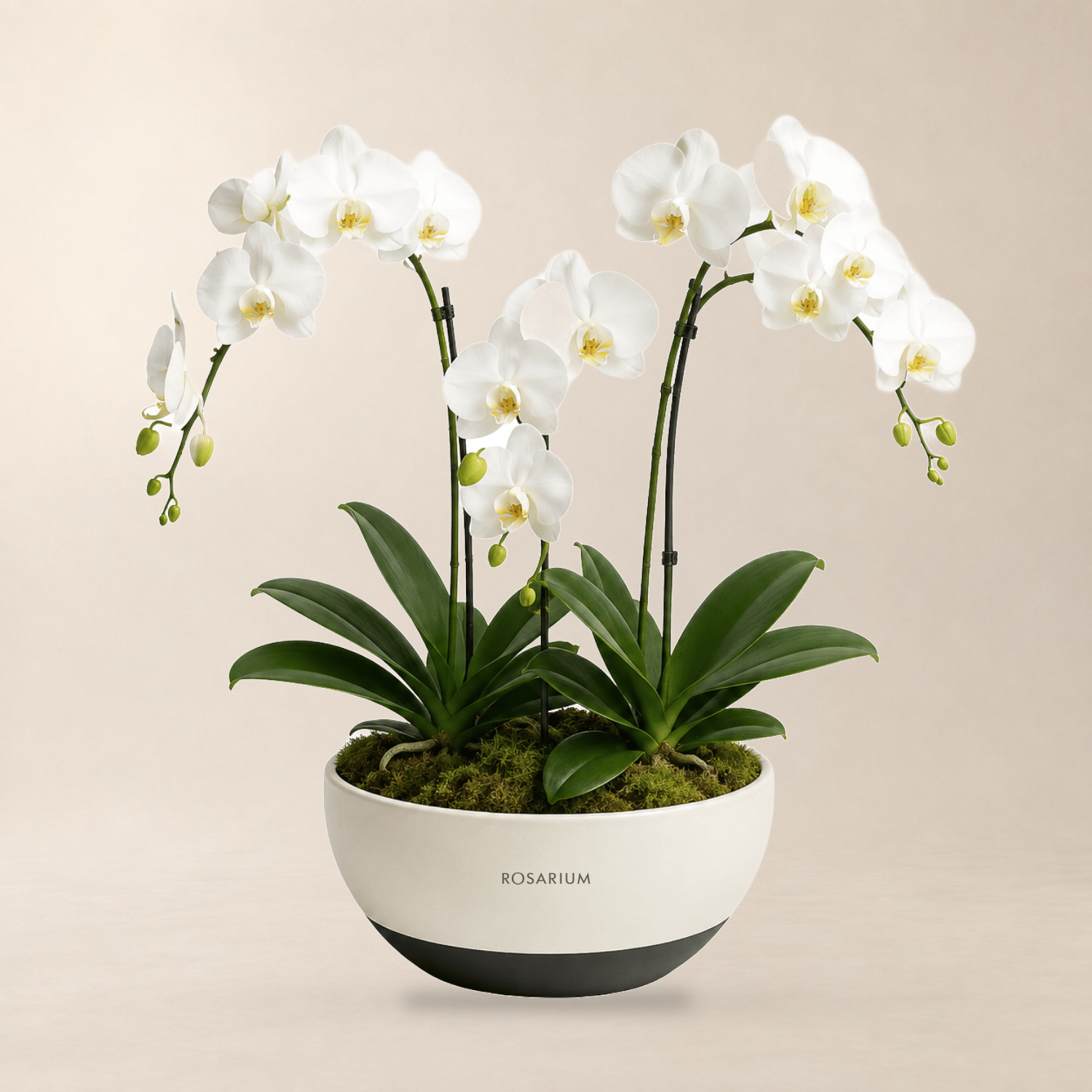 Orchid Aura