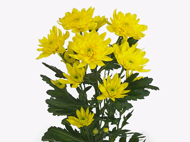 Chrysanthemum Spray Zehnya Sunny Yellow