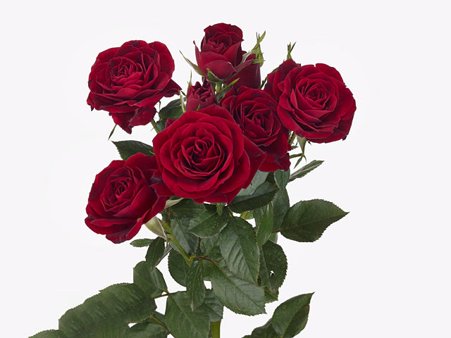 Spray Rose Pushkin Dark Red