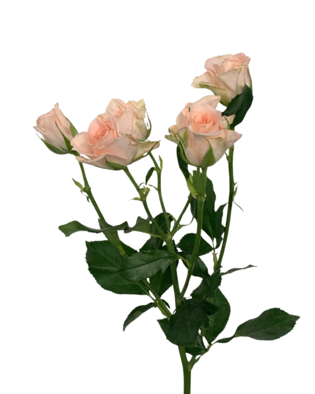 Spray Rose