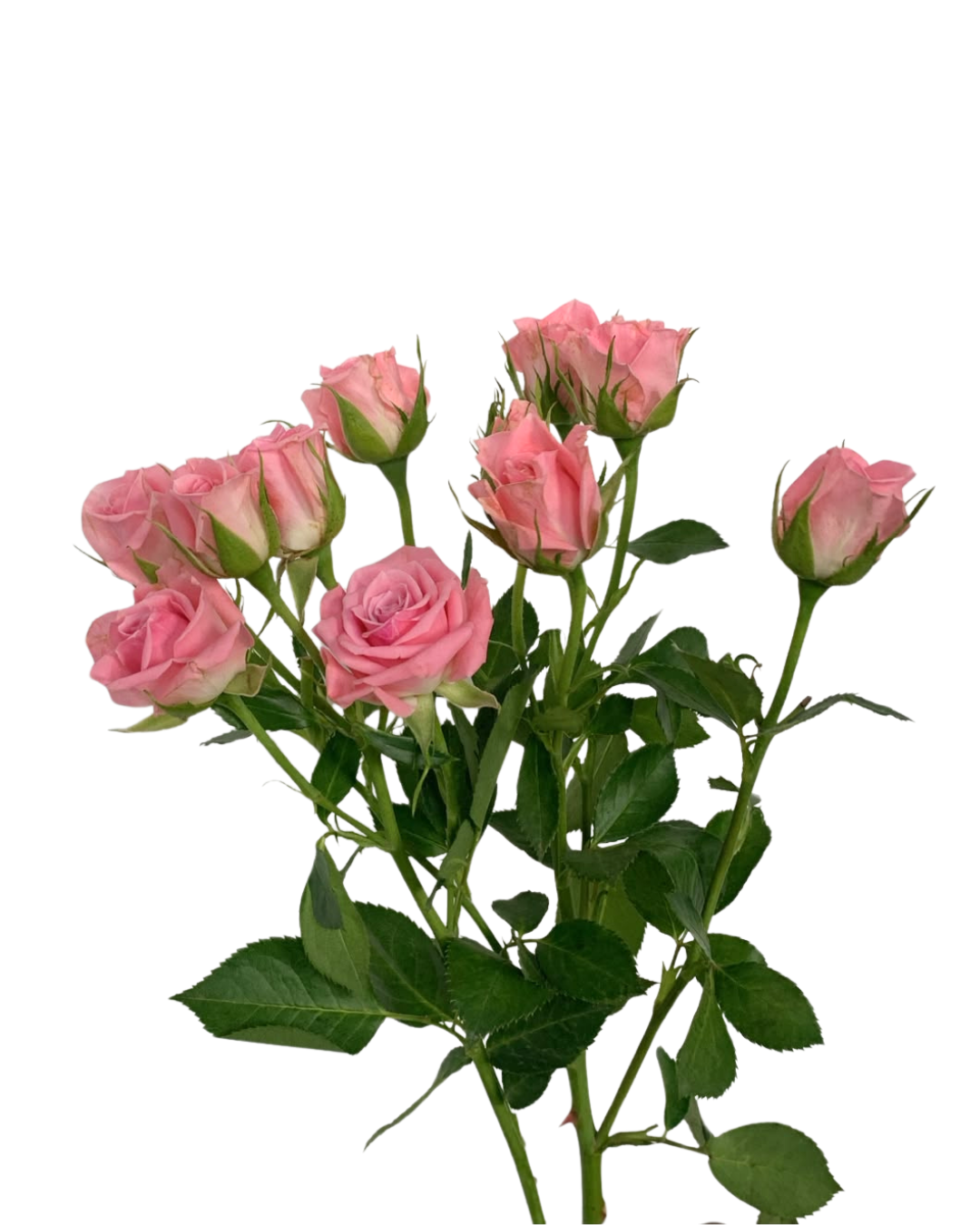 Spray Rose