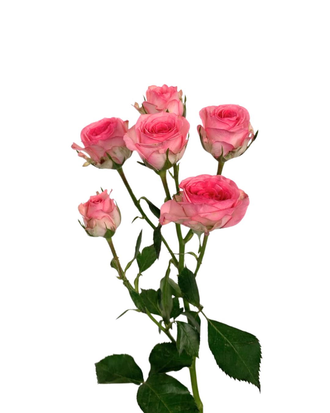 Spray Rose