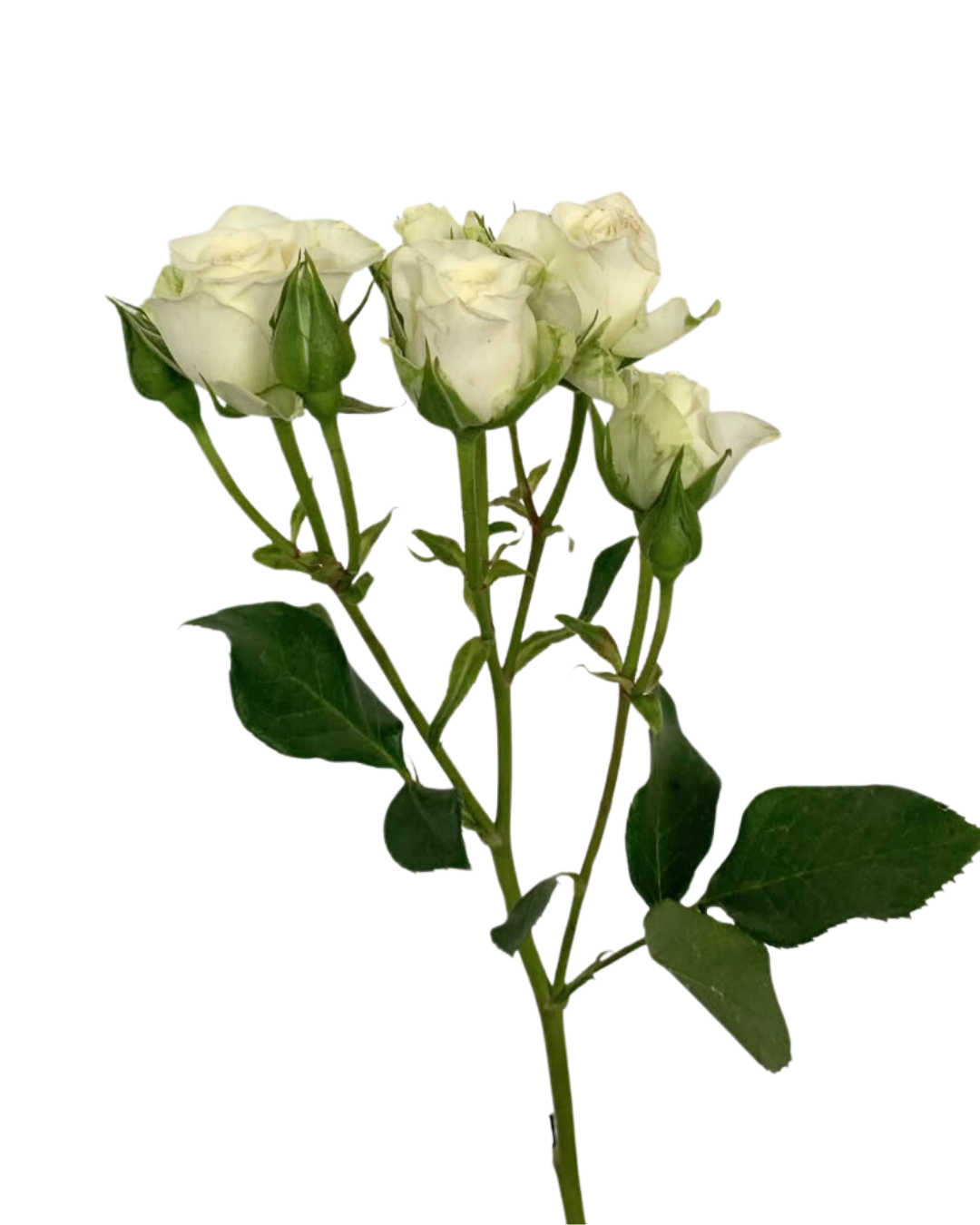 Spray Rose