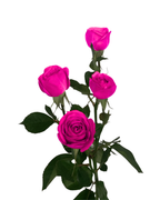 Spray Rose