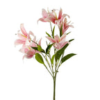 Lily