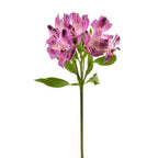 Alstromeria
