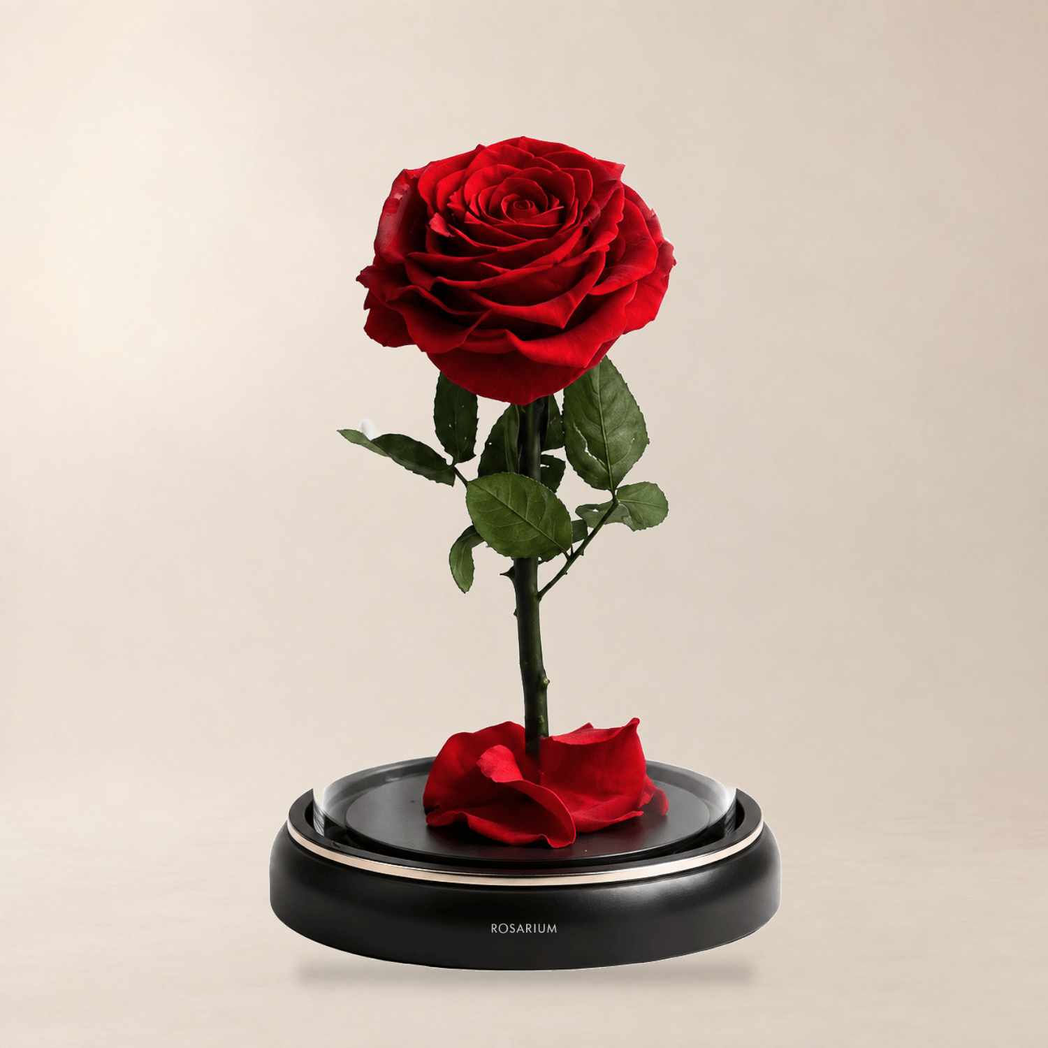 Enchanted Forever Rose