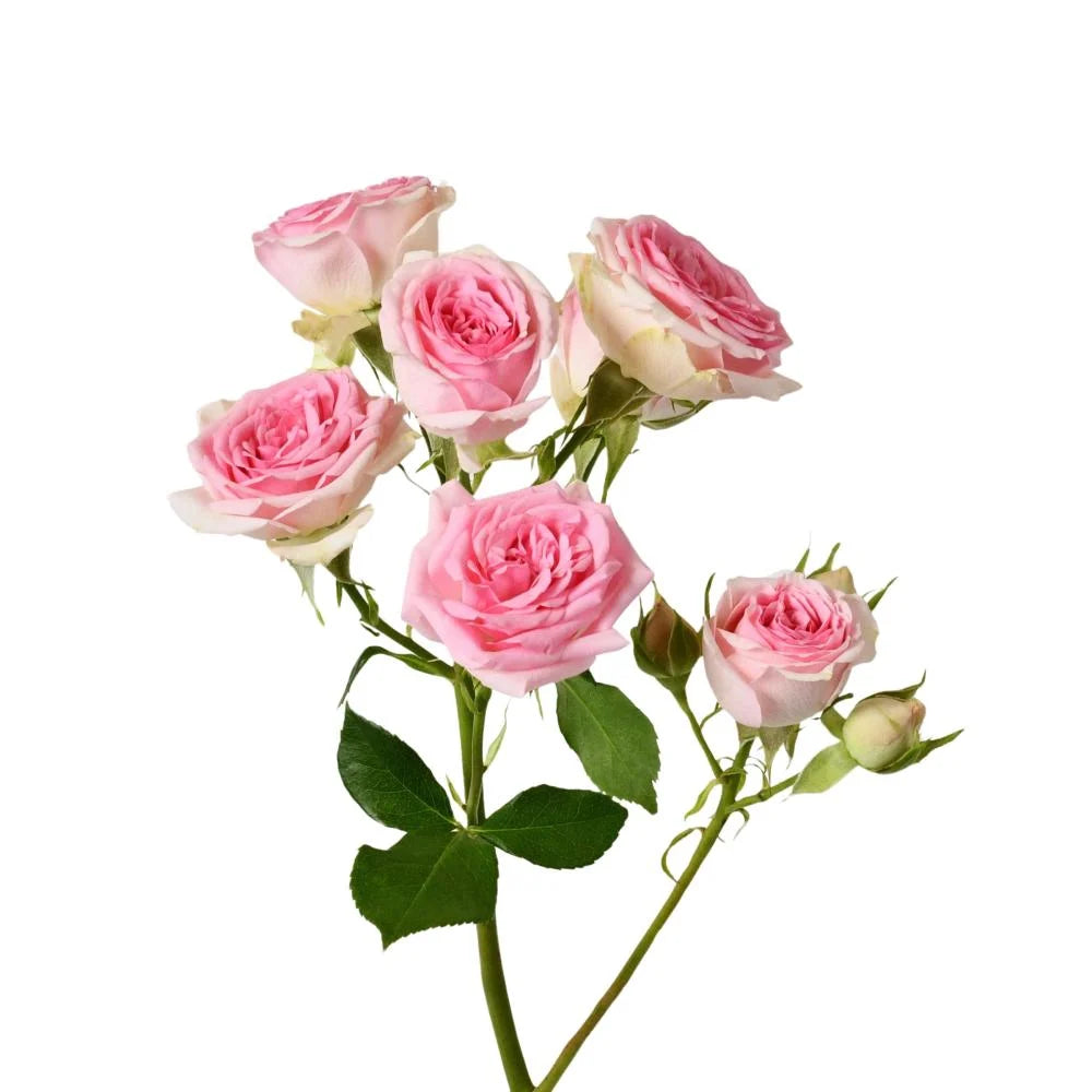 Spray Rose Good Mood Bicolor