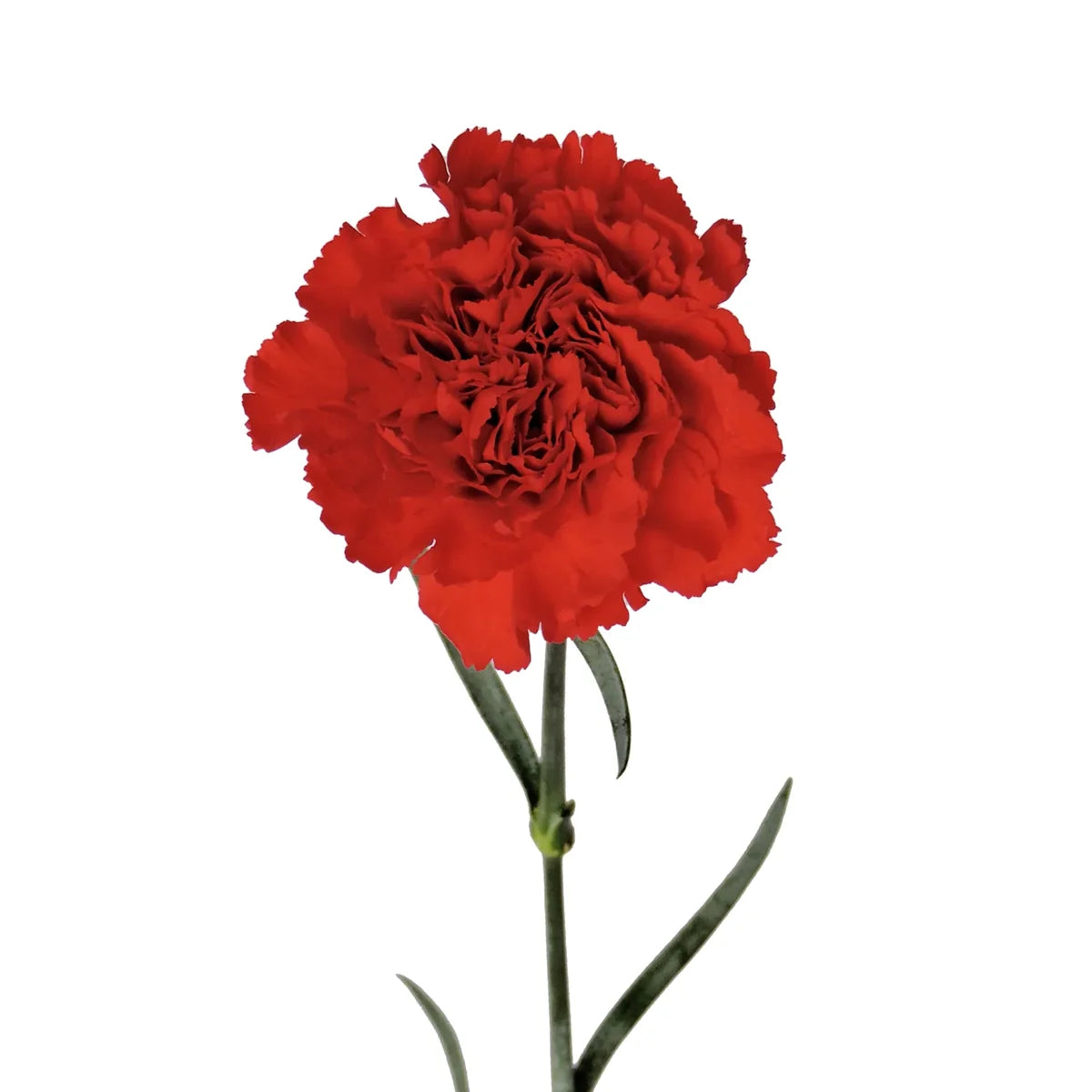 Carnation