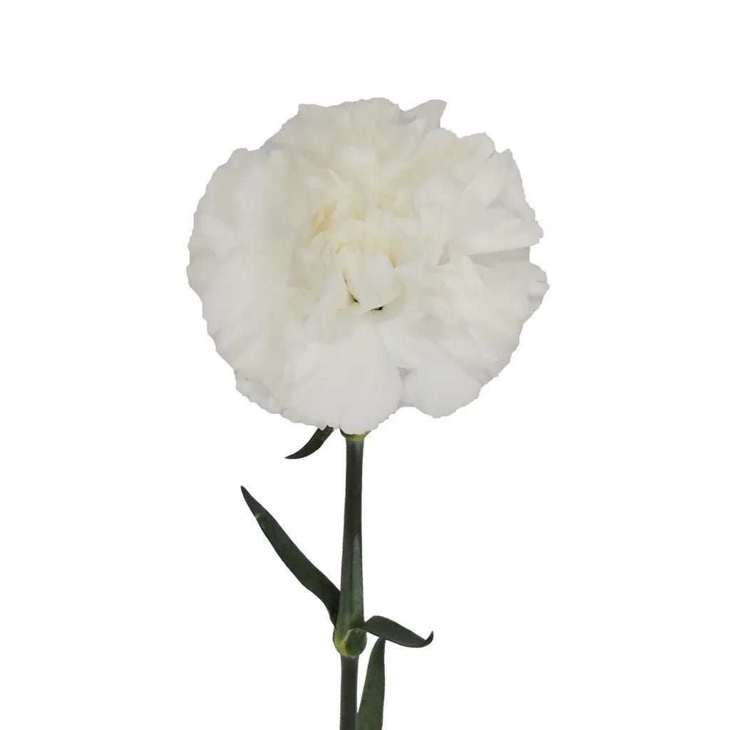 Carnation