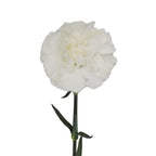 Carnation