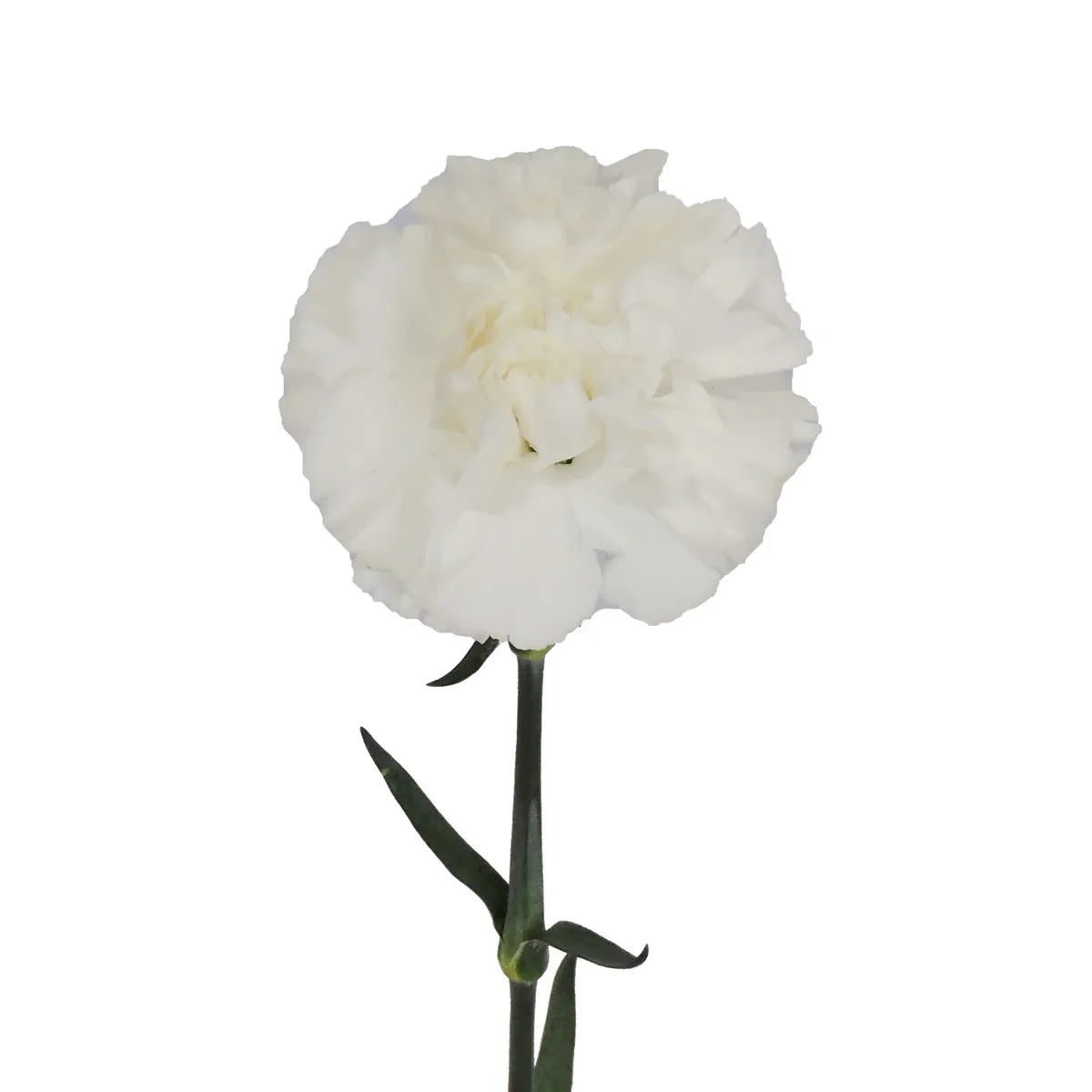 Carnation