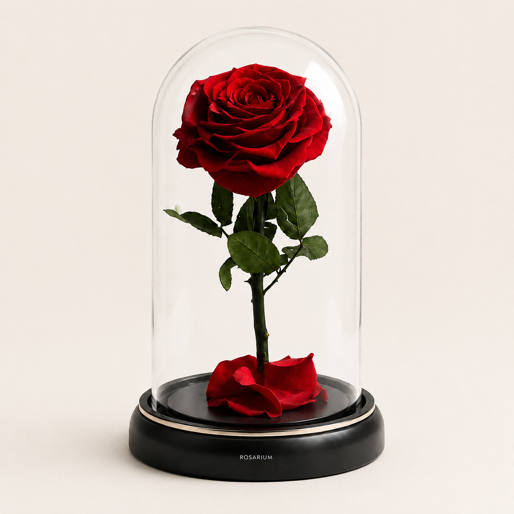 Enchanted Forever Rose