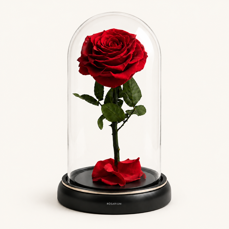 Enchanted Forever Rose