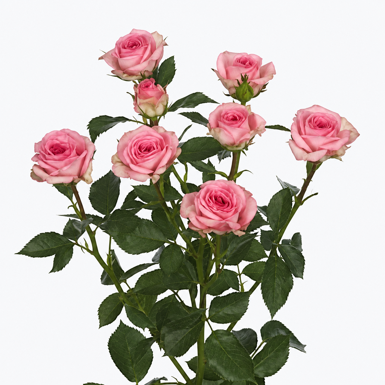 Spray Rose Trallala Pink