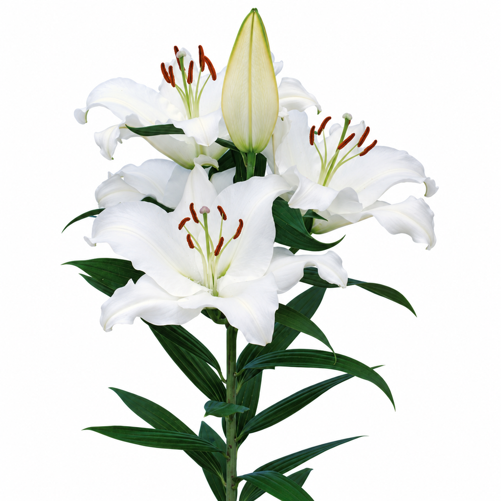 Lily