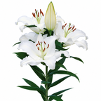 Lily