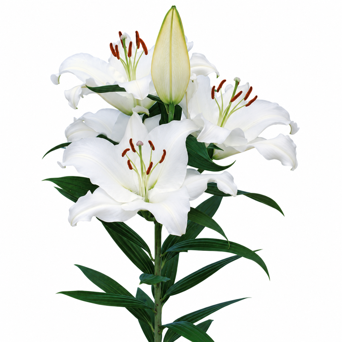 Lily Oriental Pacific Ocean White