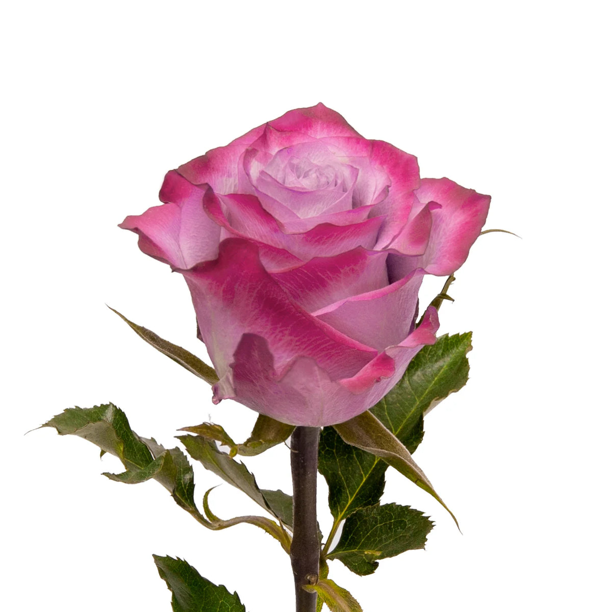 Rose Deep Purple Double Color