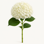 Hydrangea