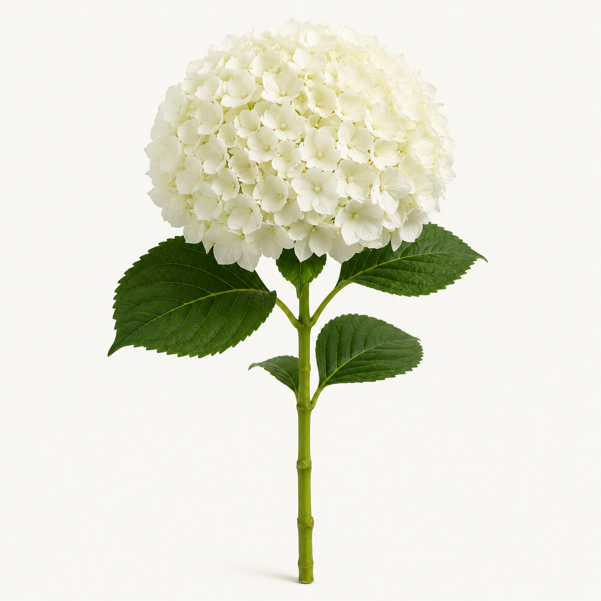 Hydrangea