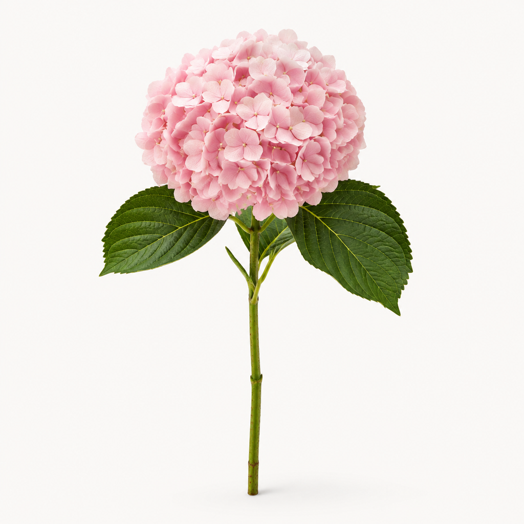 Hydrangea