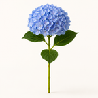 Hydrangea