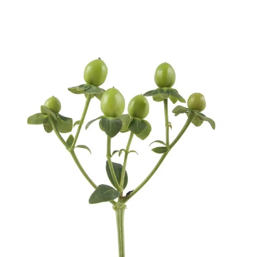 Hypericum Bamboo Green