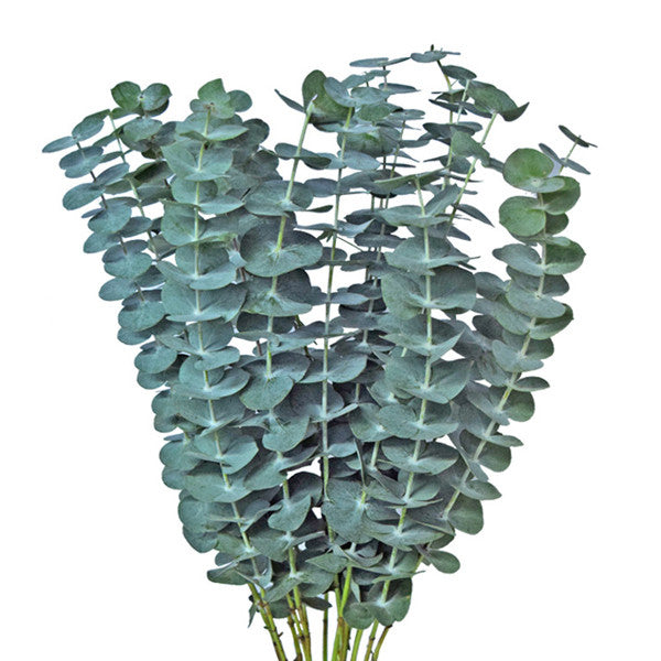 Eucalyptus Baby Blue Green
