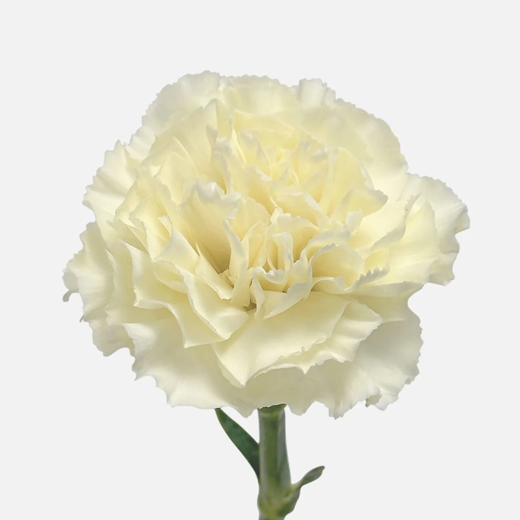 Carnation