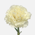 Carnation