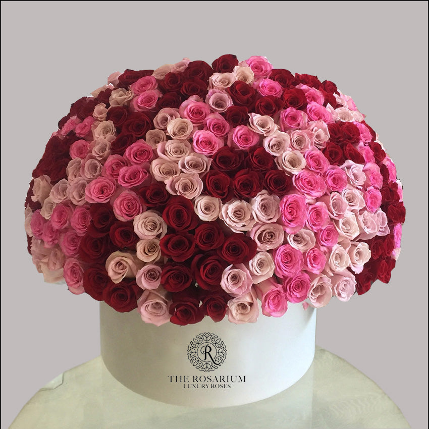 Luxury Crimson, Pink & Pastel Mixed Rose Velvet Box Arrangement