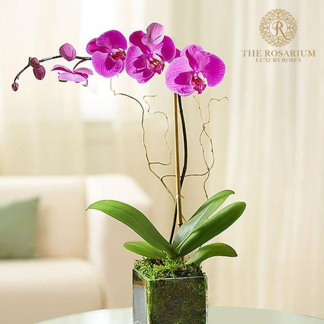 Orchid Plants Fresh