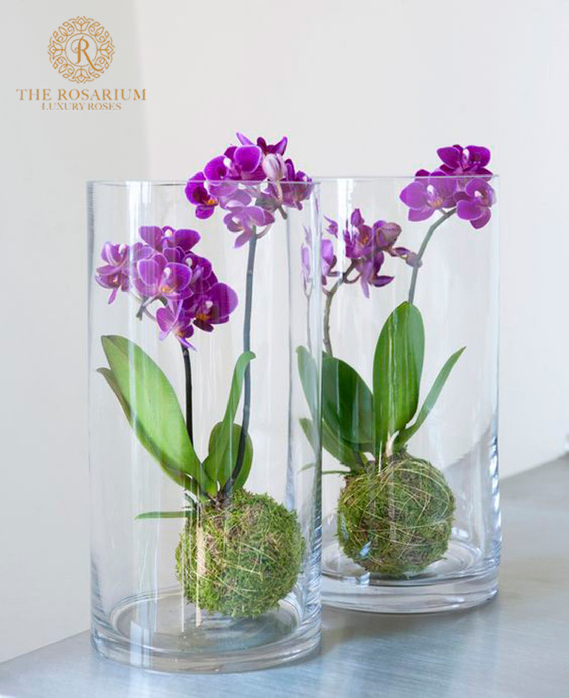 Orchid Plants