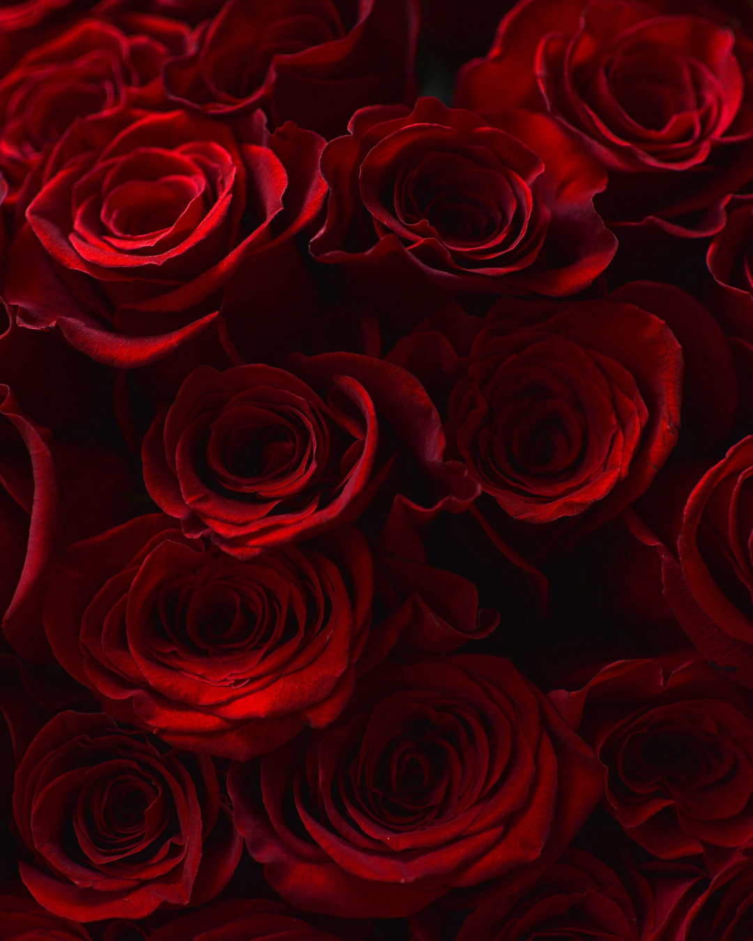 Roses