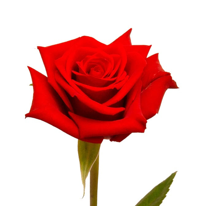 Rose Upper Class Red