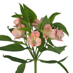 Alstromeria