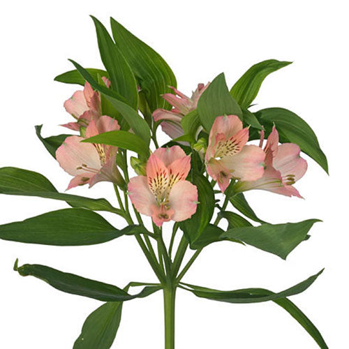 Alstromeria