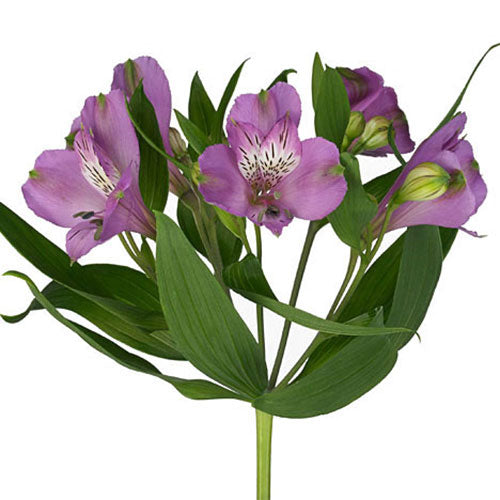 Alstroemeria Selection Lilac