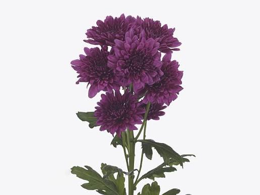 Chrysanthemum Spray Euro Lamira Purple